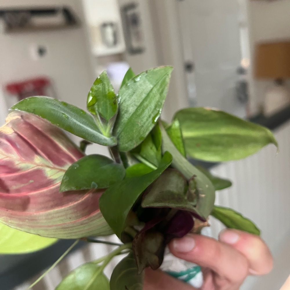 COPY - 20x Mystery House Plant Cuttings Multiple Varieties NO Duplicates‎